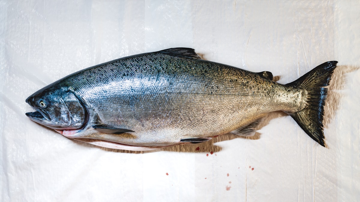 Trota pesce d'acqua dolce